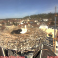 11_50-nest.jpg