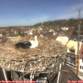 12_05-nest.jpg