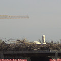 12_25-mast.jpg