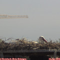 12_30-mast.jpg