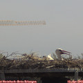 12_35-mast.jpg