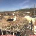 12_50-nest.jpg