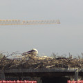 13_00-mast.jpg