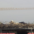 13_10-mast.jpg