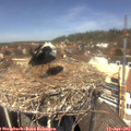13_10-nest.jpg