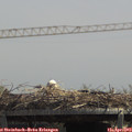 13_15-mast.jpg