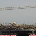 13_20-mast.jpg
