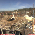 13_20-nest.jpg
