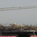13_25-mast.jpg
