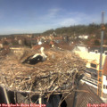 13_25-nest.jpg