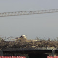 13_30-mast.jpg