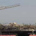 13_50-mast.jpg