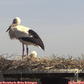 14_10-mast.jpg