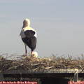 14_15-mast.jpg