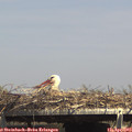 15_00-mast.jpg