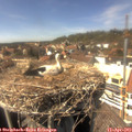 15_15-nest.jpg
