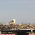 15_25-mast.jpg
