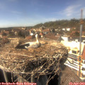 15_25-nest.jpg