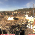 15_30-nest.jpg
