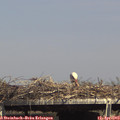 15_35-mast.jpg