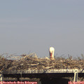 15_55-mast.jpg