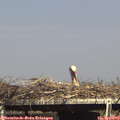 16_00-mast.jpg