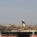 16_05-mast.jpg