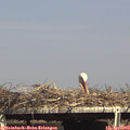 16_10-mast.jpg
