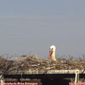 16_15-mast.jpg