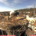 16_25-nest.jpg
