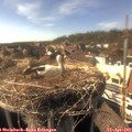 16_35-nest.jpg