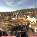 16_40-nest.jpg