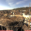 16_50-nest.jpg