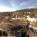 16_55-nest.jpg