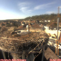 17_00-nest.jpg