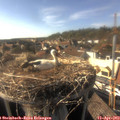 17_05-nest.jpg