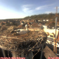 17_10-nest.jpg
