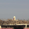 17_15-mast.jpg