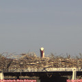 17_20-mast.jpg