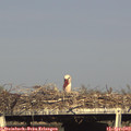 17_25-mast.jpg