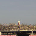 17_35-mast.jpg