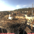 17_35-nest.jpg