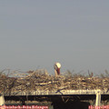 17_40-mast.jpg