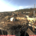 17_50-nest.jpg