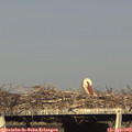 17_55-mast.jpg