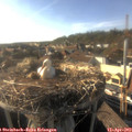 17_55-nest.jpg