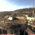18_00-nest.jpg
