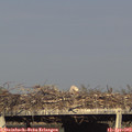 18_05-mast.jpg