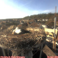 18_05-nest.jpg
