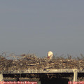18_10-mast.jpg